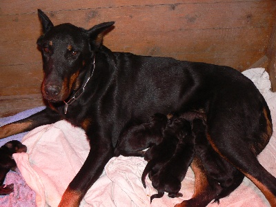 des plaines de la Sainte Victoire - Naissance des chiots de U-nah