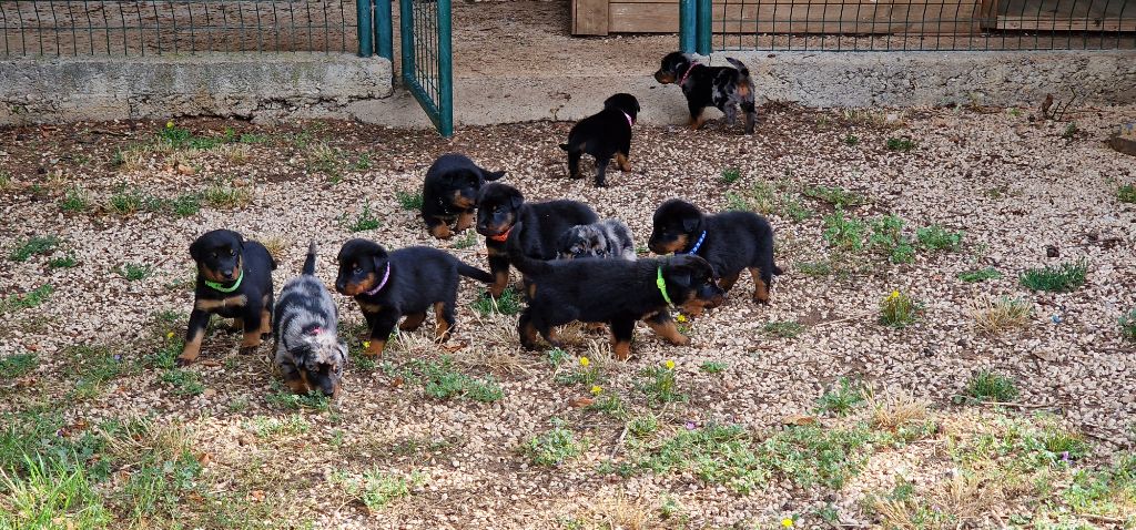 chiot Berger de Beauce des plaines de la Sainte Victoire