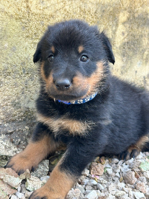 Mâle collier bleu