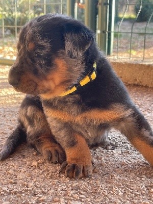 Arlequine collier jaune 