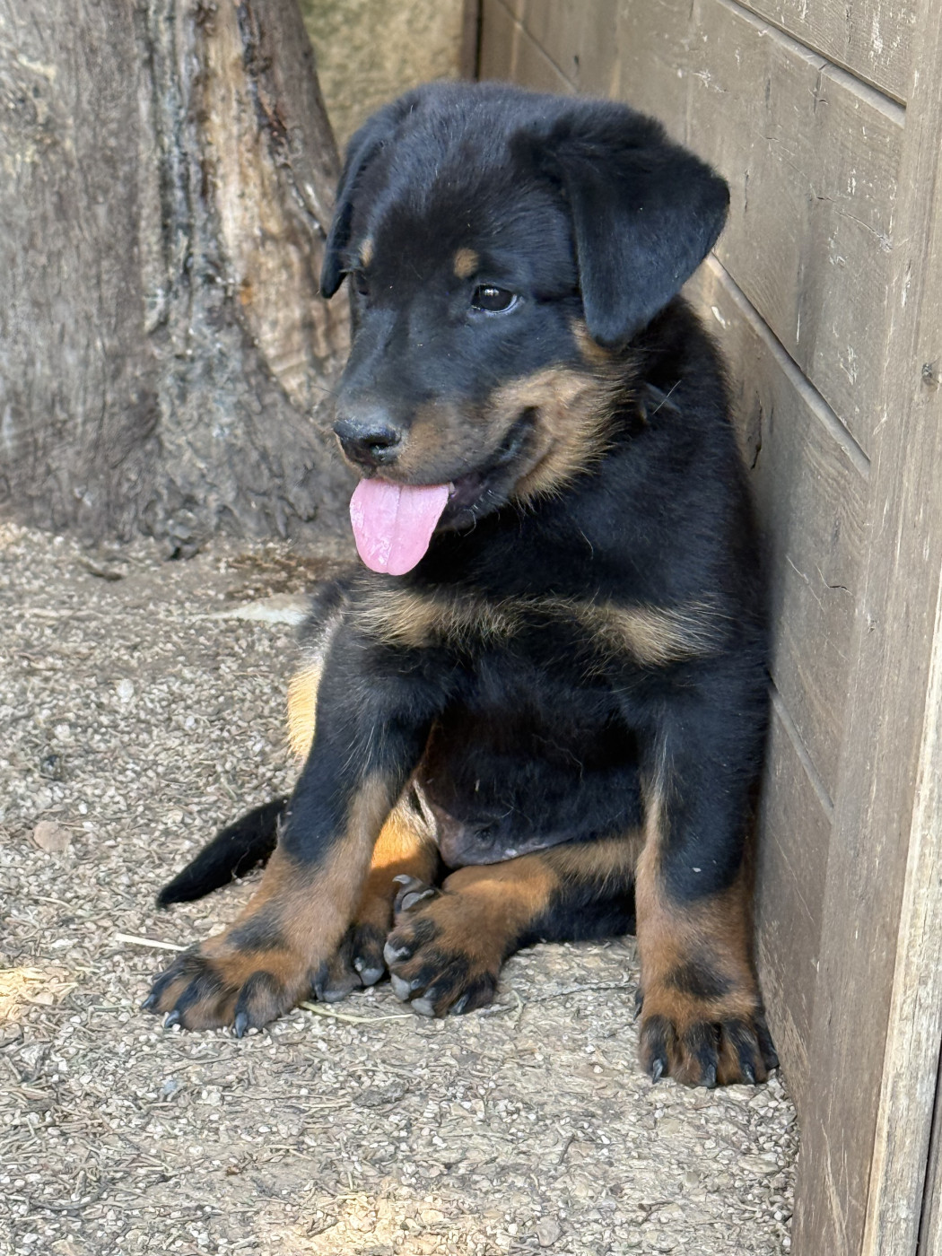 des plaines de la Sainte Victoire - Chiots disponibles - Berger de Beauce