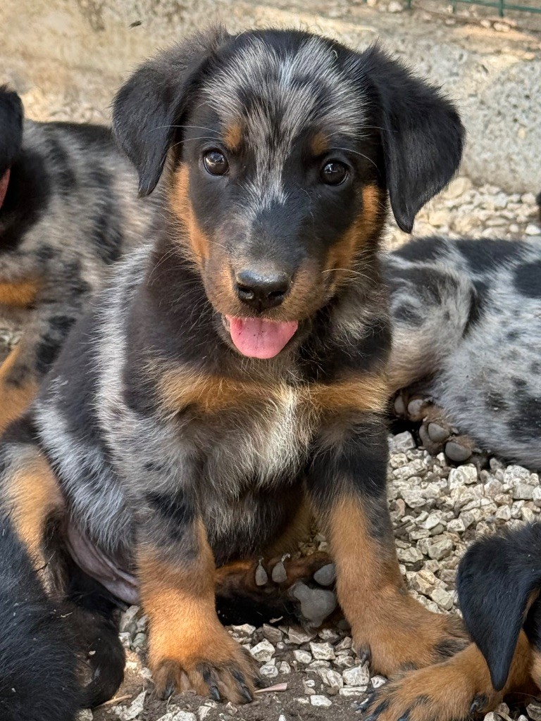 des plaines de la Sainte Victoire - Chiots disponibles - Berger de Beauce
