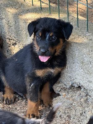 CHIOT 2