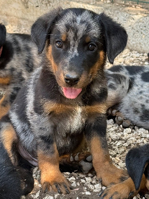 CHIOT 1