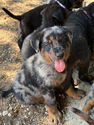 CHIOT 1